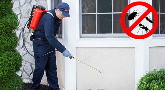 Kaş Fare İlaçlama böcek ilaçlama ve haşere kontrolü — ilaclama-tr.com